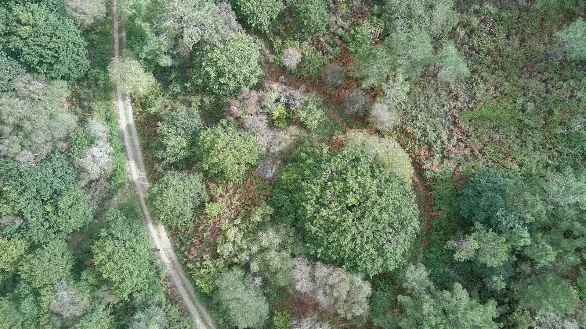 Vista aérea cenital dunha das trincheiras mineiras de Vilarcobo, recoñecible como unha depresión alongada entre o arboredo