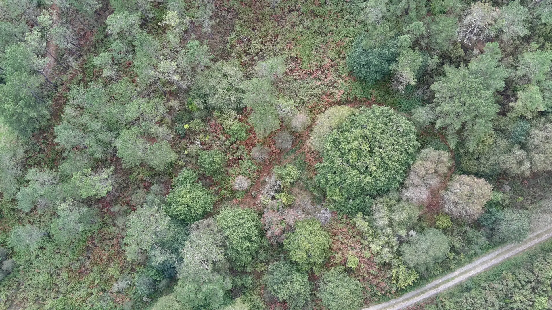 Vista aérea cenital do contorno da mina de Vilarcobo, cuberta de mato e arboredo