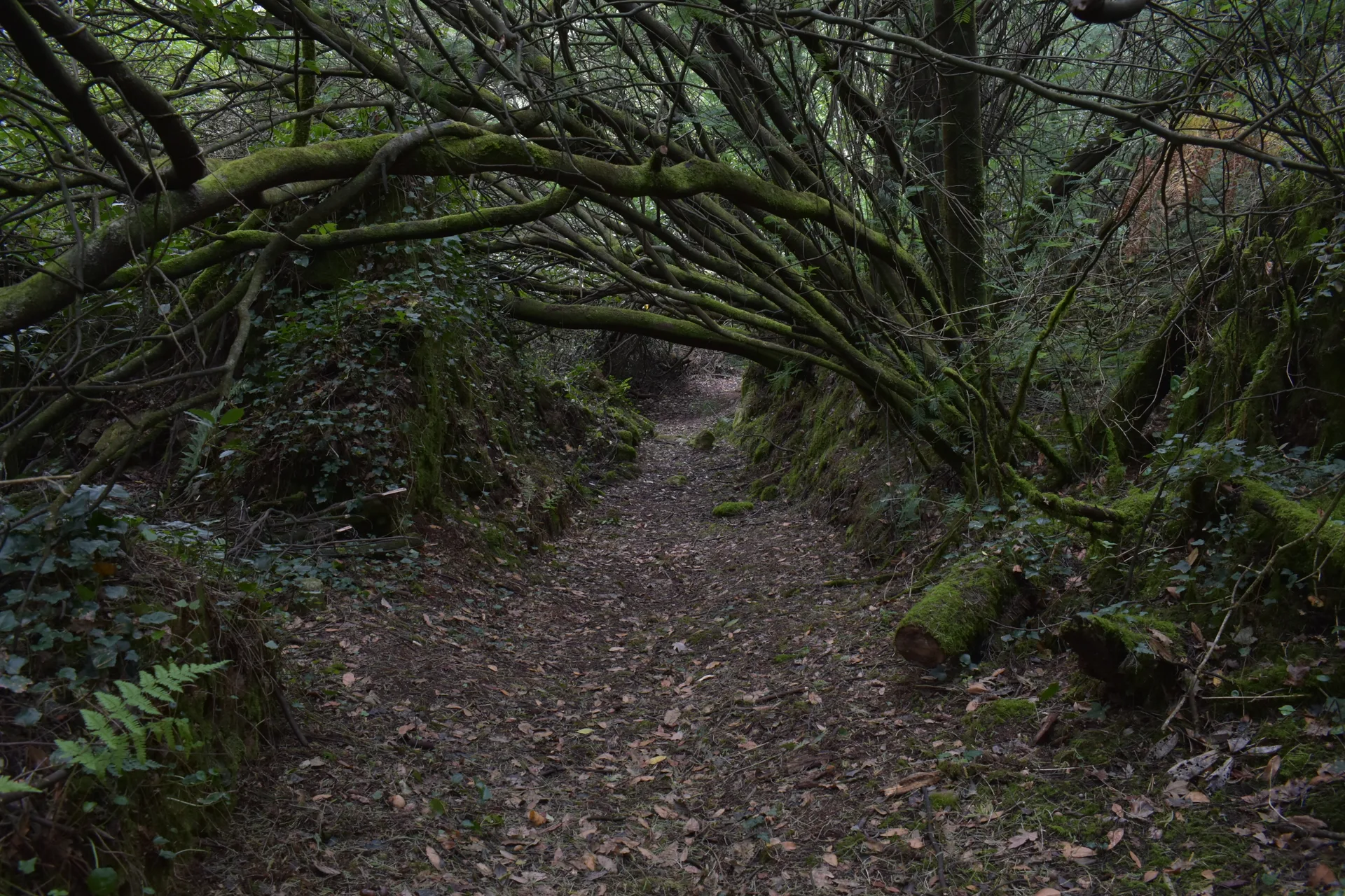 Corredoira de terra entre noiros cubertos de hedra, baixo un túnel de pólas inclinadas e cubertas de musgo