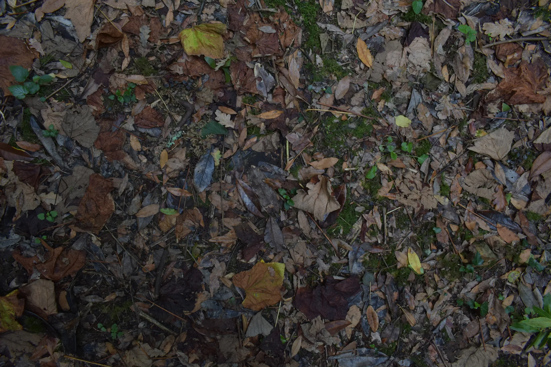 Alfombra de follas caídas de moitas cores sobre o chan do bosque