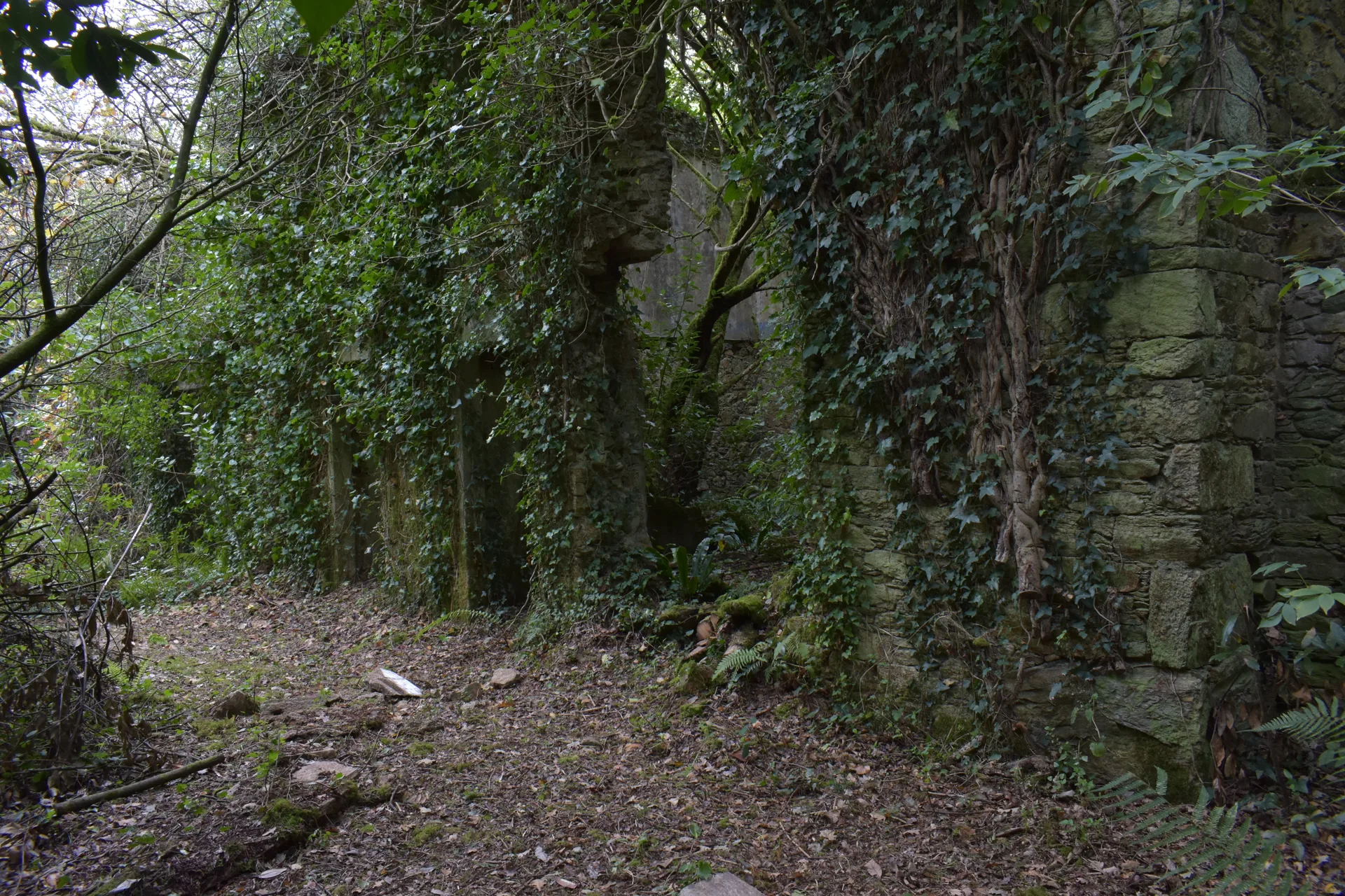 Rúa de aldea entre dúas ringleiras de casas en ruína, os muros de cachotería enteiramente cubertos de hedra
