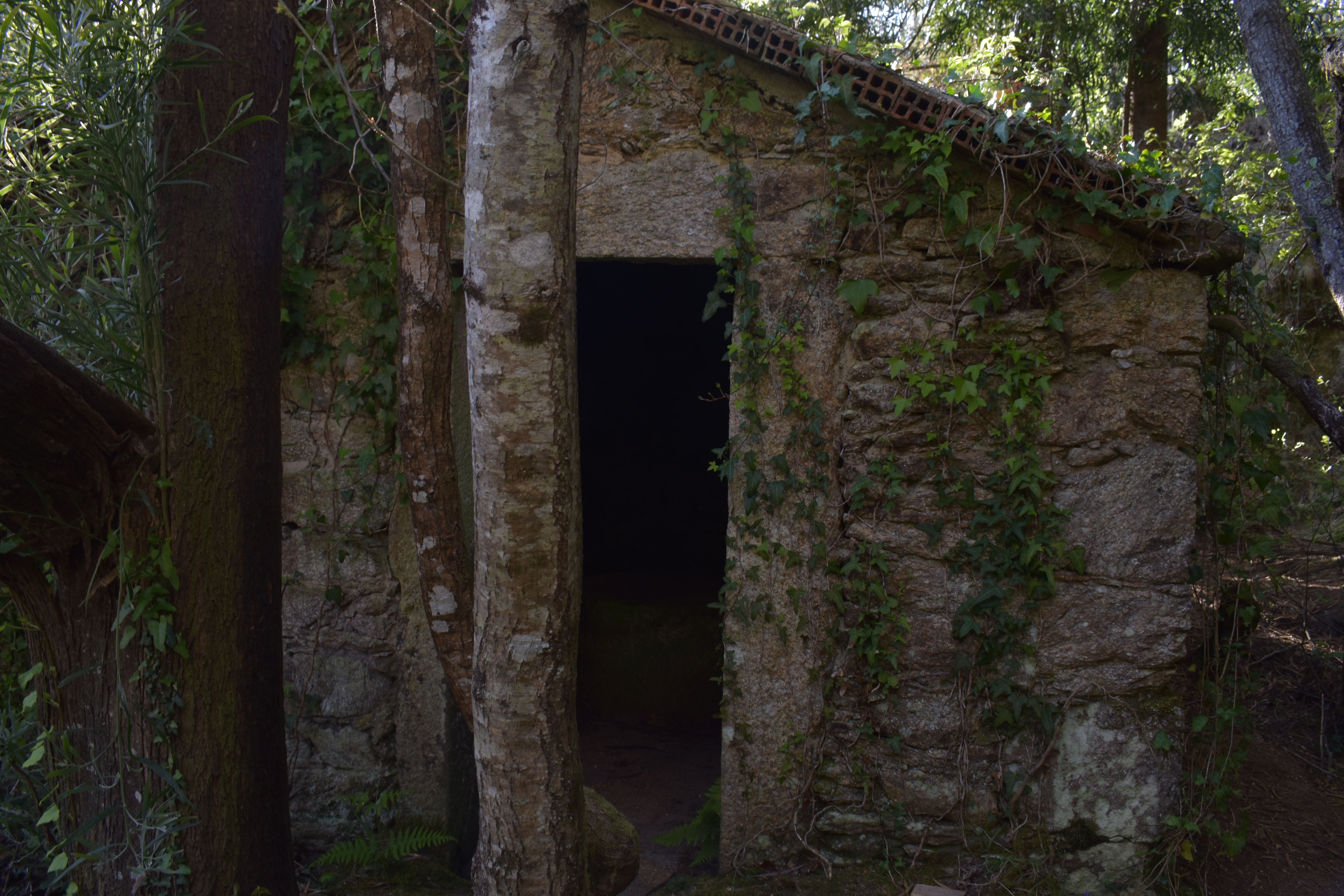 Exterior dun muíño abandonado de pedra con hedra crecendo pola fachada