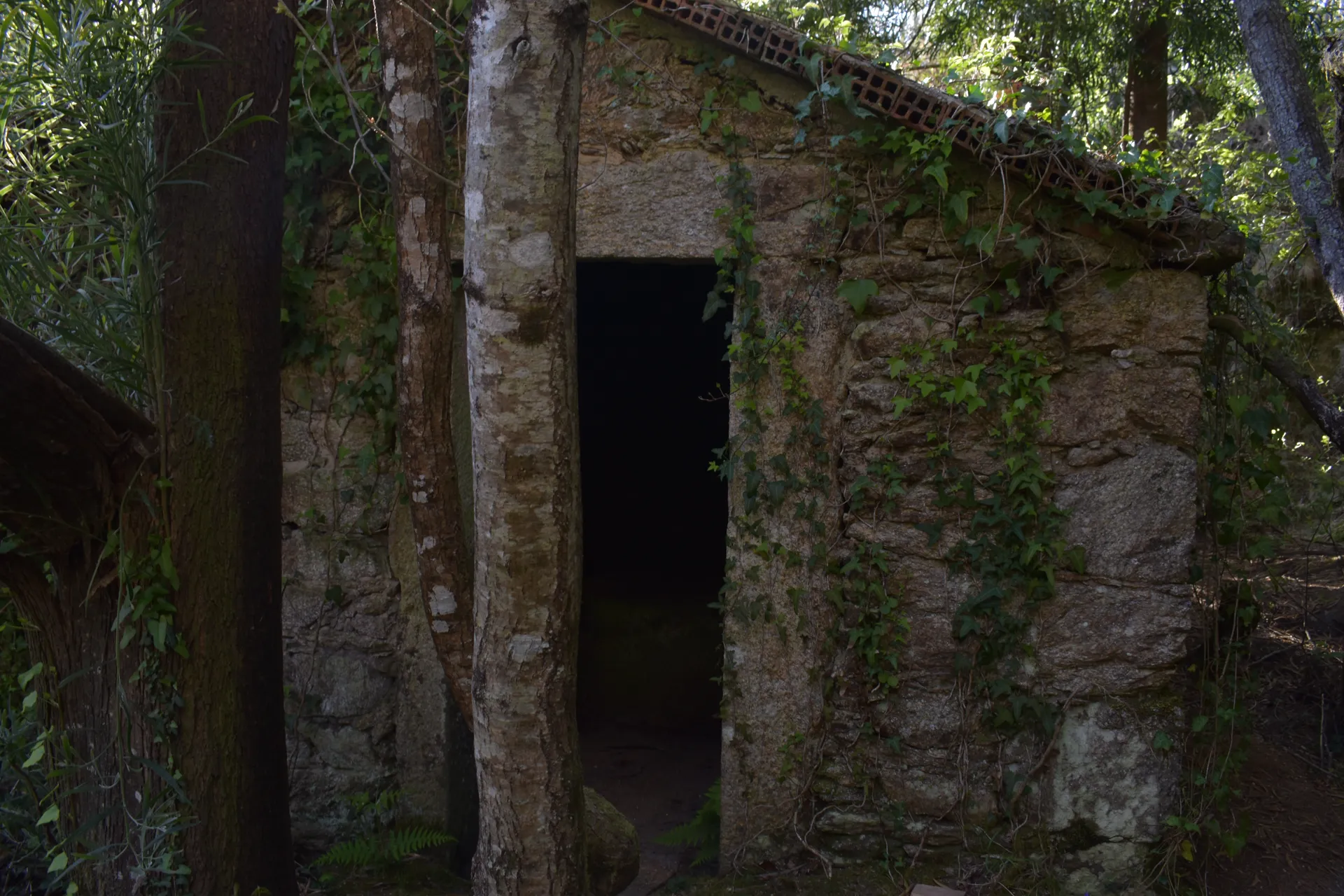 Exterior dun muíño abandonado de pedra con hedra crecendo pola fachada
