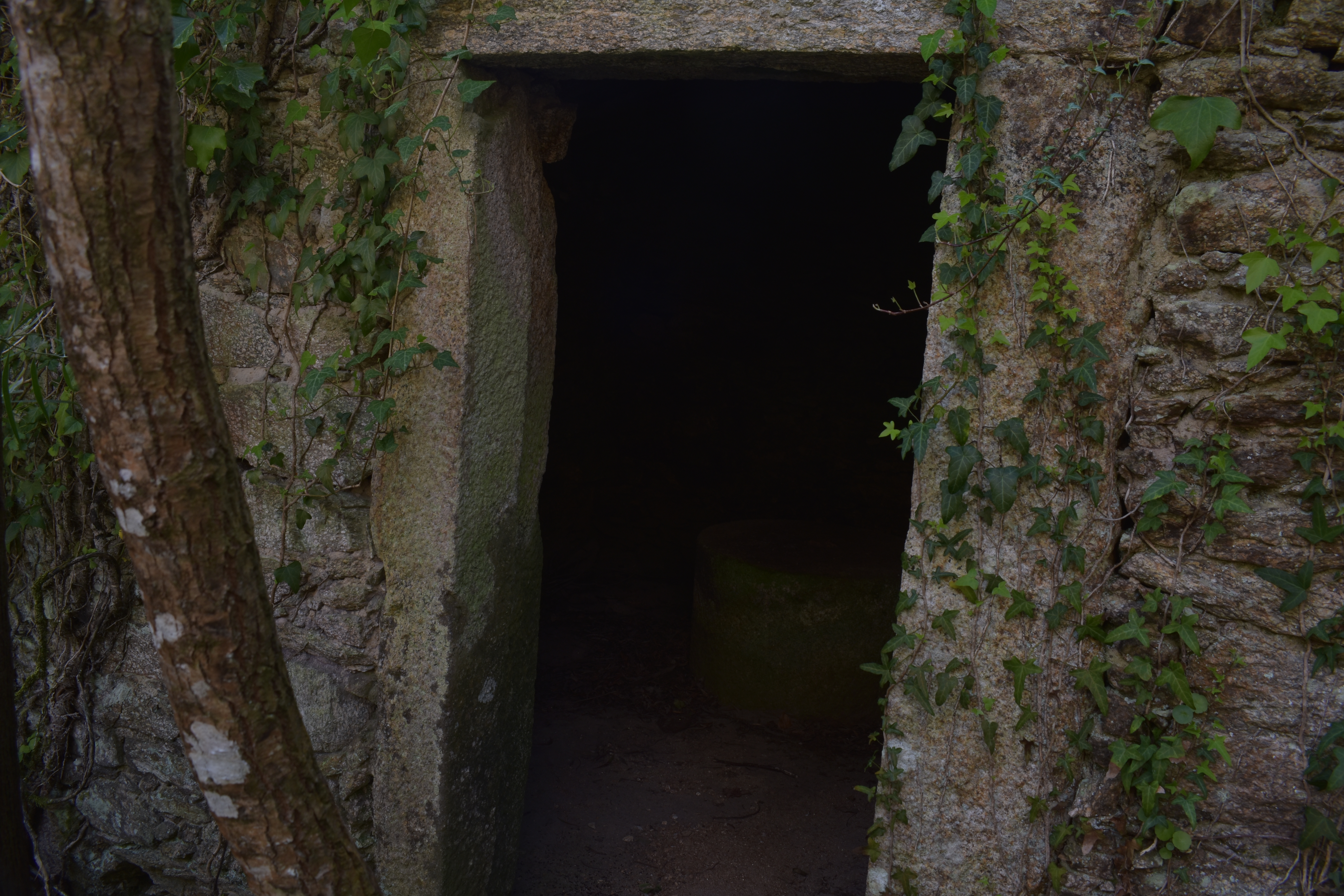 Porta de granito dun muíño, con hedra nos laterais e o interior na penumbra