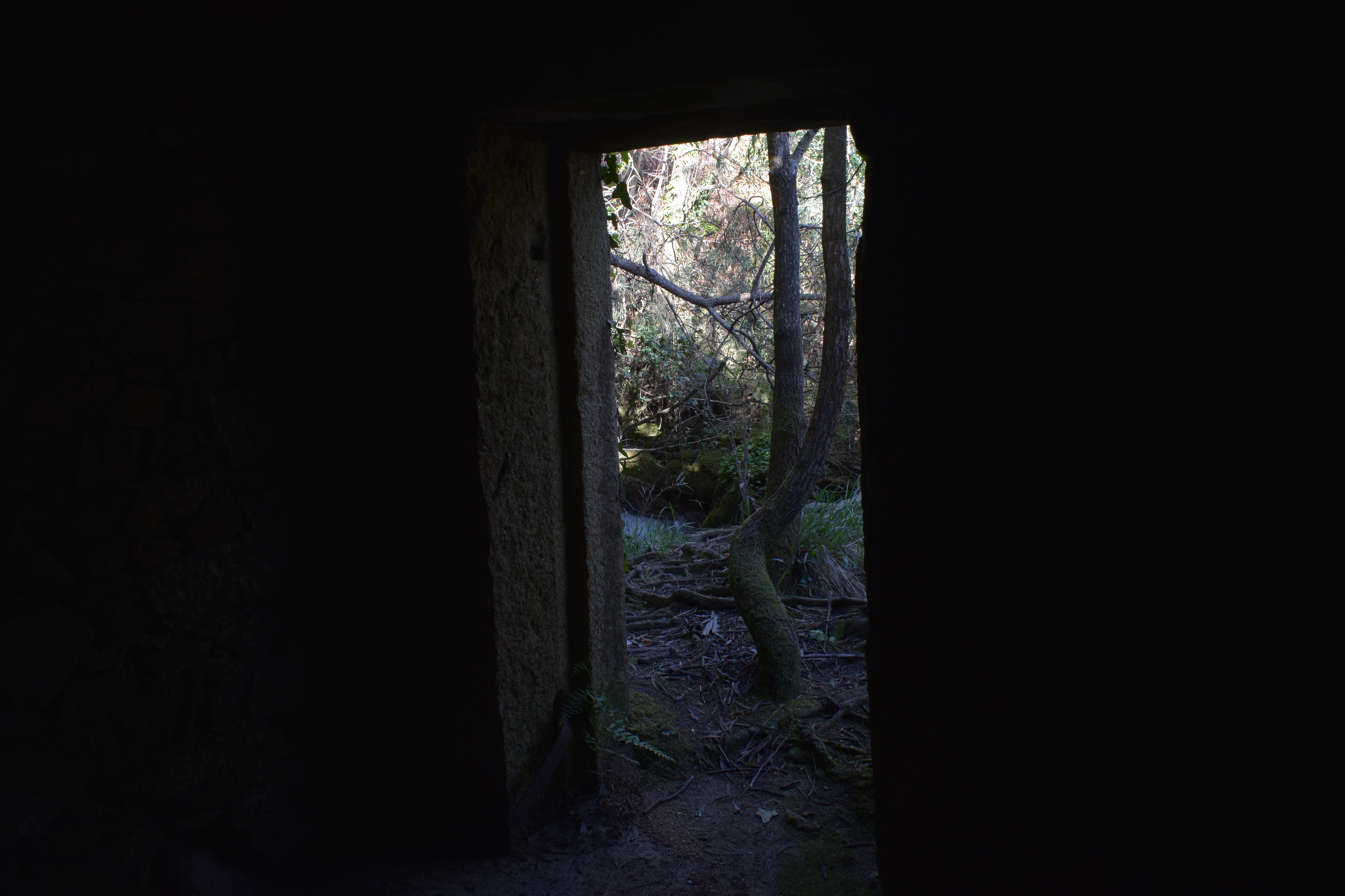 Vista desde o interior dun muíño cara ao bosque exterior