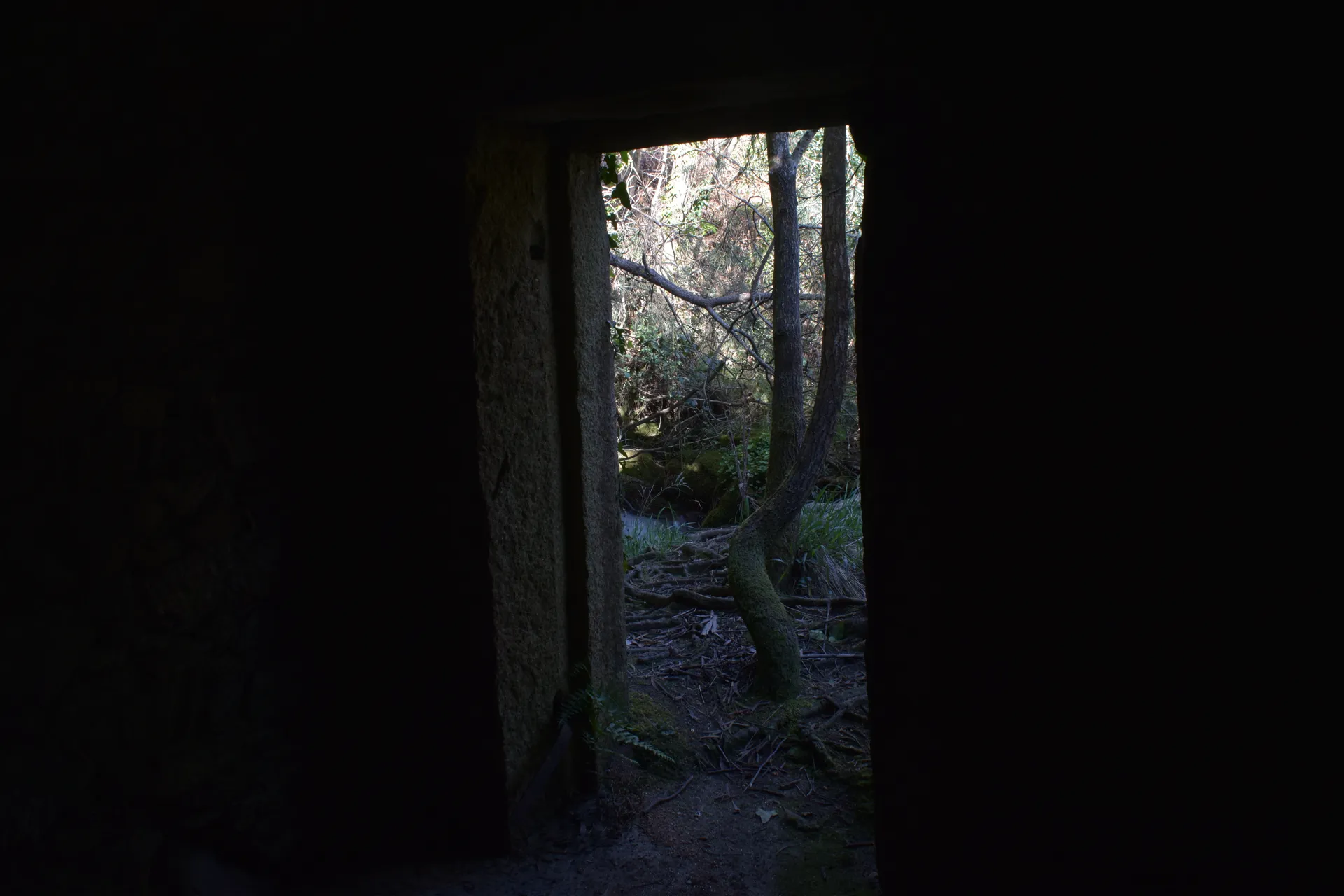 Vista desde o interior dun muíño cara ao bosque exterior