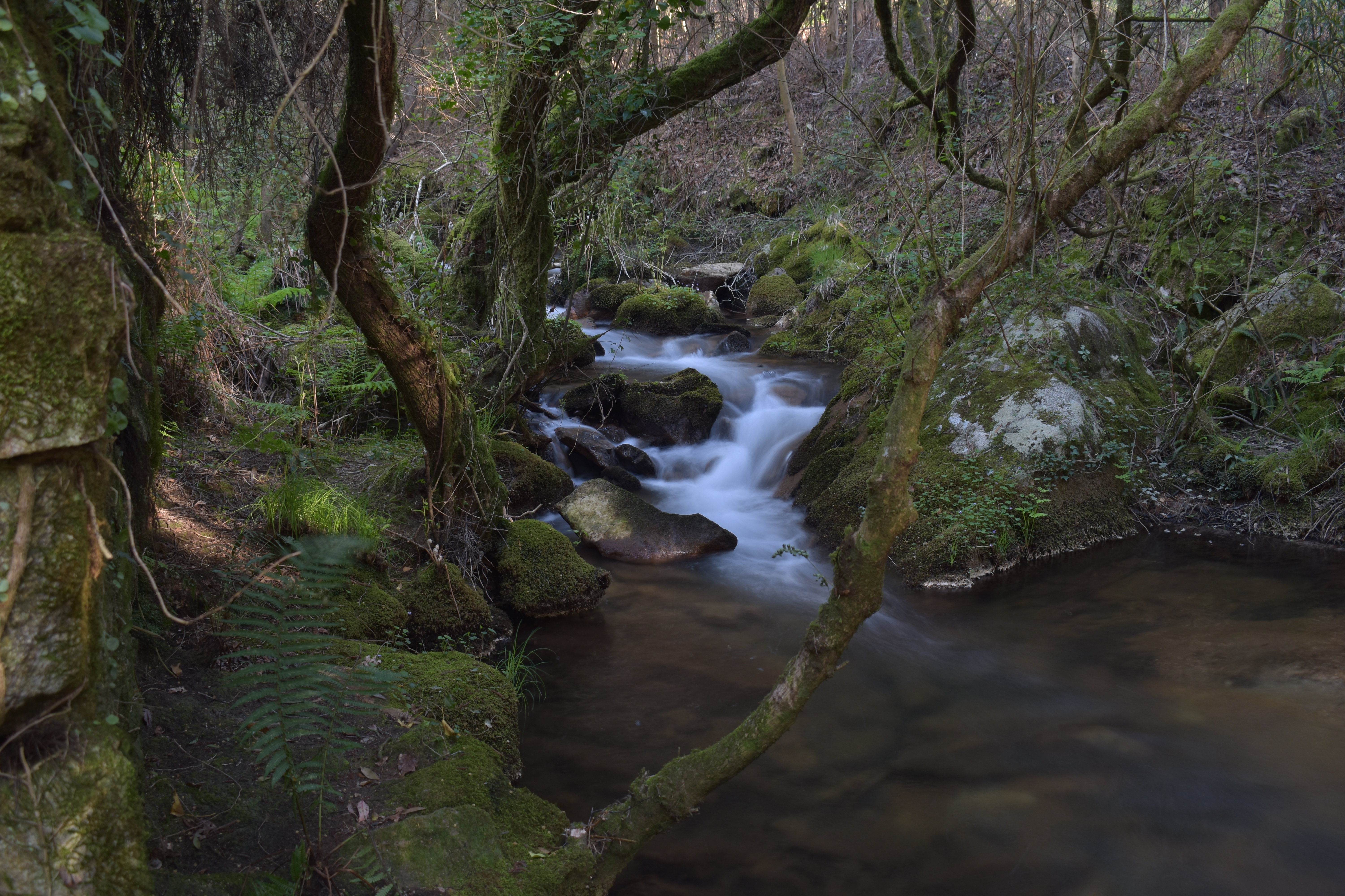 Río da Gándara entre árbores cubertas de musgo e fentos
