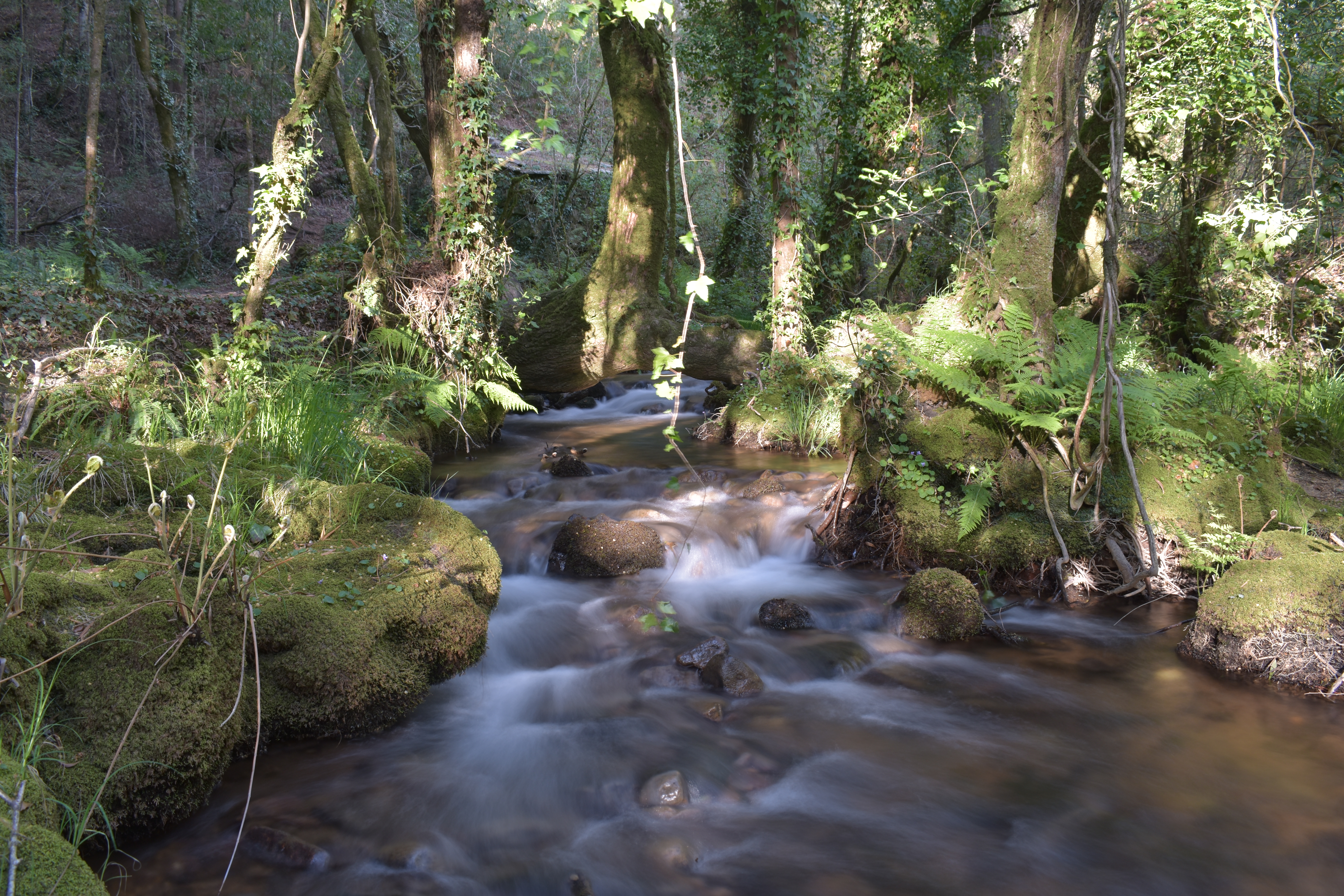 Río entre fentos e árbores cubertas de musgo, luz filtrándose entre as ramas