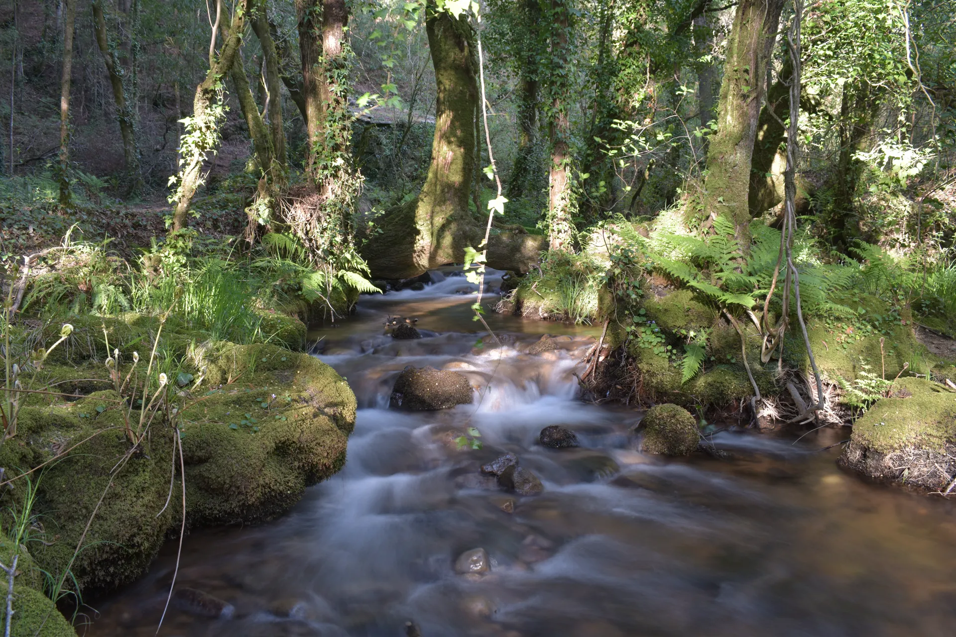 Río entre fentos e árbores cubertas de musgo, luz filtrándose entre as ramas